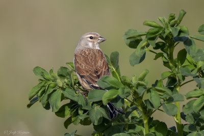 Kneu/Linnet