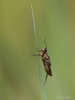 Smaragdlibel/Cordulia aenea 