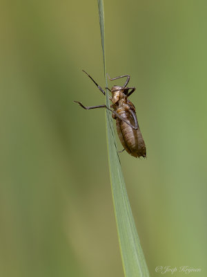 Smaragdlibel/Cordulia aenea 