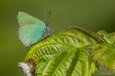 Groentje/Callophrys rubi