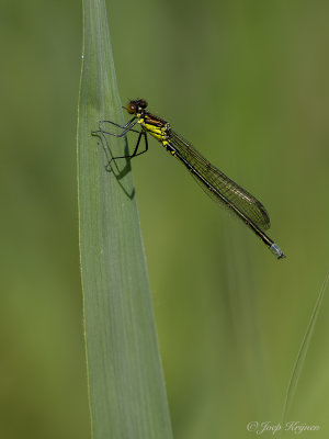 Grote roodoogjuffer/Erythromma najas ♂