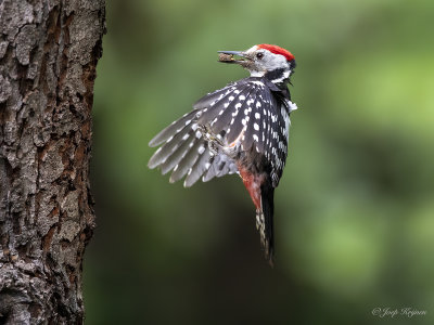 Middelste bonte specht/Middle spotted woodpecker
