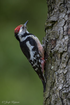 Middelste bonte specht/Middle spotted woodpecker