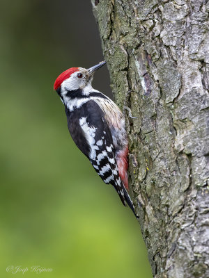 Middelste bonte specht/Middle spotted woodpecker