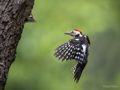 Middelste bonte specht/Middle spotted woodpecker