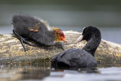 Meerkoet/Eurasian coot