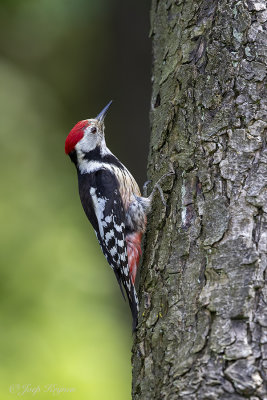 Middelste bonte specht/Middle spotted woodpecker