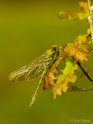 Rombouten/Gomphidae