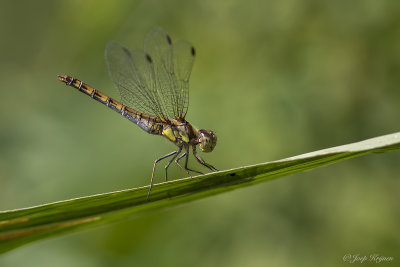 Bruinrode heidelibel/Sympetrum striolatum ♀