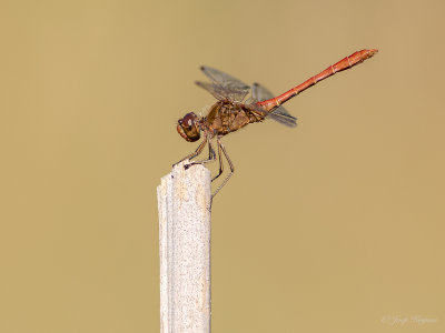 Zuidelijke heidelibel/Sympetrum meridionale ♂