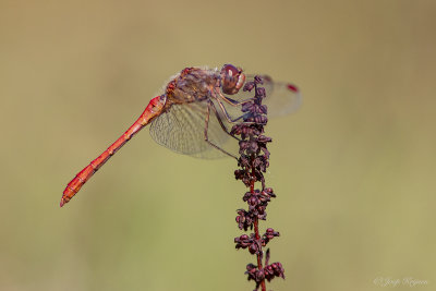 Zuidelijke heidelibel/Sympetrum meridionale ♂