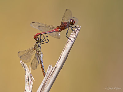 Bloedrode heidelibel/Sympetrum sanguineum ♂♀