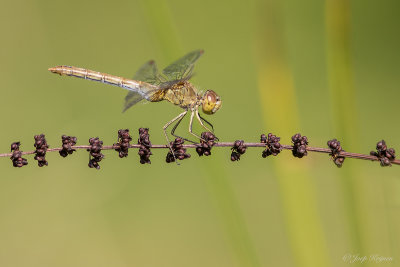 Zuidelijke heidelibel/Sympetrum meridionale ♀