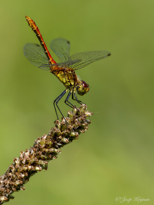 Bloedrode heidelibel/Sympetrum sanguineum ♂