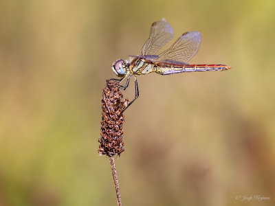 Zwervende heidelibel/Sympetrum fonscolombii ♀