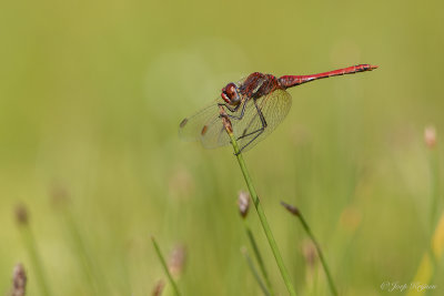 Zwervende heidelibel/Sympetrum fonscolombii ♂