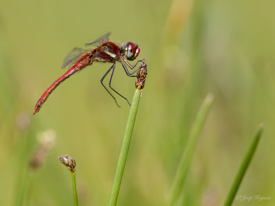 Zwervende heidelibel/Sympetrum fonscolombii ♂