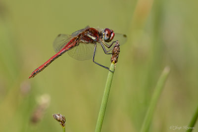 Zwervende heidelibel/Sympetrum fonscolombii ♂