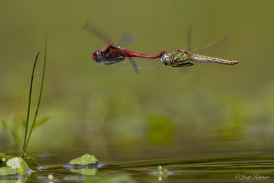 Zwervende heidelibel/Sympetrum fonscolombii ♀♂