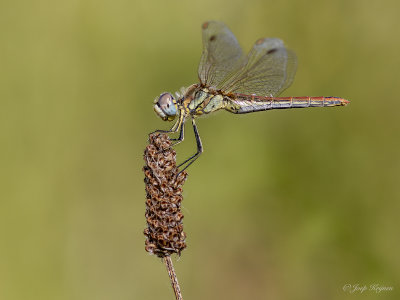 Zwervende heidelibel/Sympetrum fonscolombii ♀