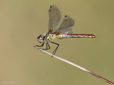 Bloedrode heidelibel/Sympetrum sanguineum ♀