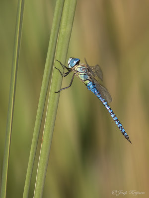 Zuidelijke glazenmaker/Aeshna affines ♂