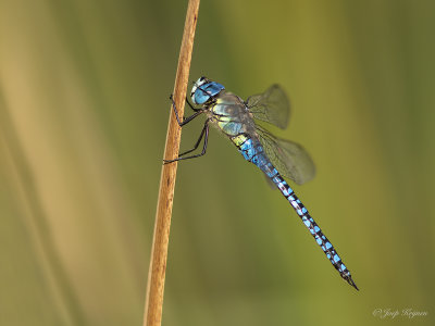 Zuidelijke glazenmaker/Aeshna affines ♂