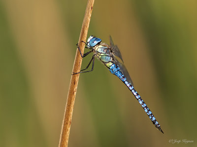 Zuidelijke glazenmaker/Aeshna affines ♂