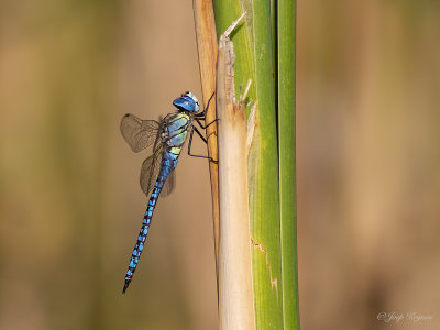Zuidelijke glazenmaker/Aeshna affines ♂