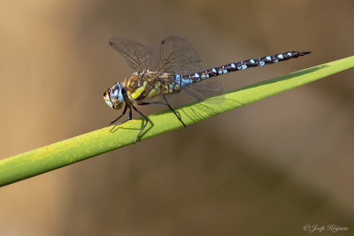Paardenbijter/Aeshna mixta ♂