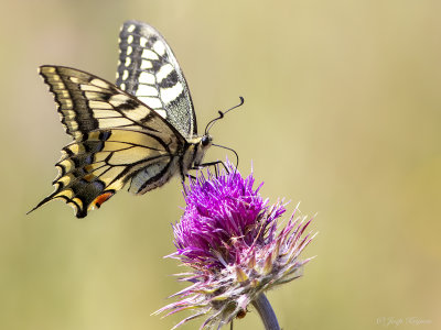 Koninginnenpage/Papilio machaon