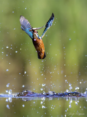 IJsvogel/Kingfisher