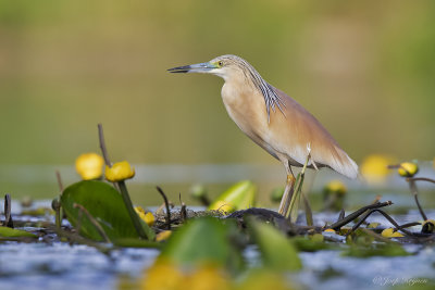 Ralreiger/Squacco heron