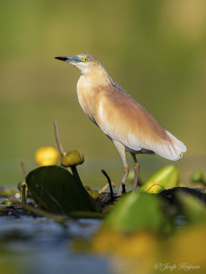 Ralreiger/Squacco heron