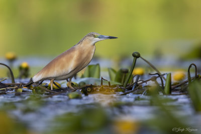 Ralreiger/Squacco heron