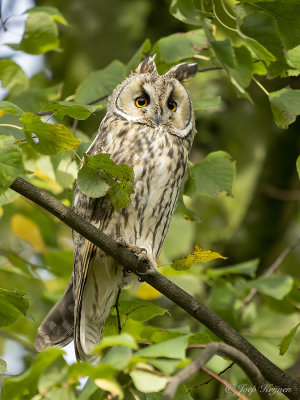 Ransuil/Long-eared owl