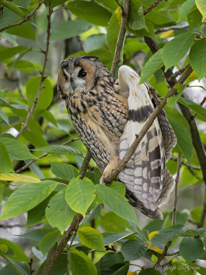 Ransuil/Long-eared owl