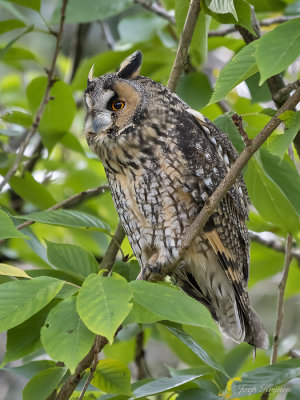 Ransuil/Long-eared owl