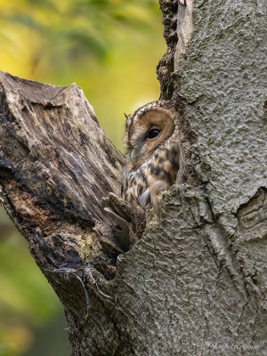 Bosuil/Tawny owl