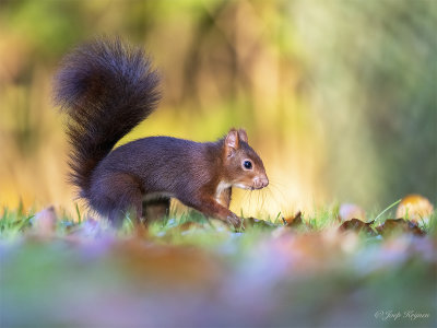 Eekhoorn/Squirrel