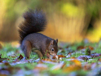 Eekhoorn/Squirrel