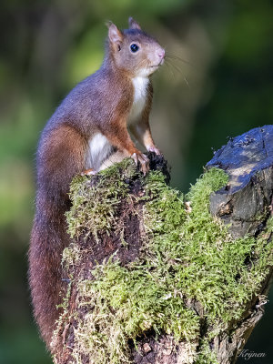 Eekhoorn/Squirrel