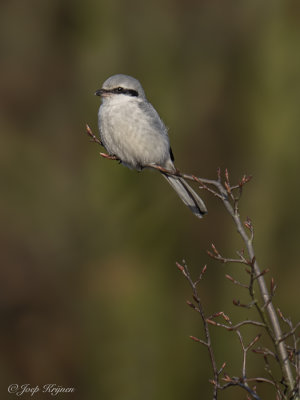 Klapekster/Great grey shrike