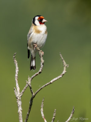 Putter/Goldfinch