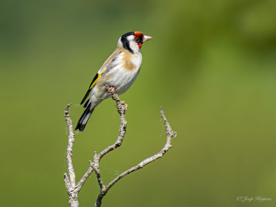 Putter/Goldfinch