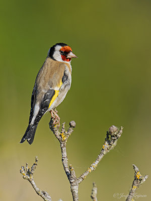 Putter/Goldfinch