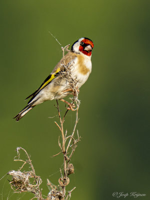 Putter/Goldfinch