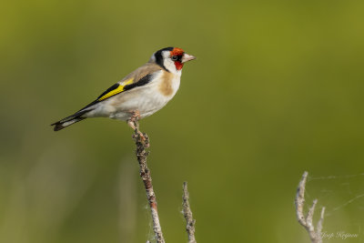 Putter/Goldfinch