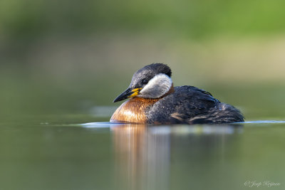 Roodhalsfuut/Red-necked grebe