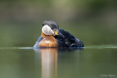 Roodhalsfuut/Red-necked grebe